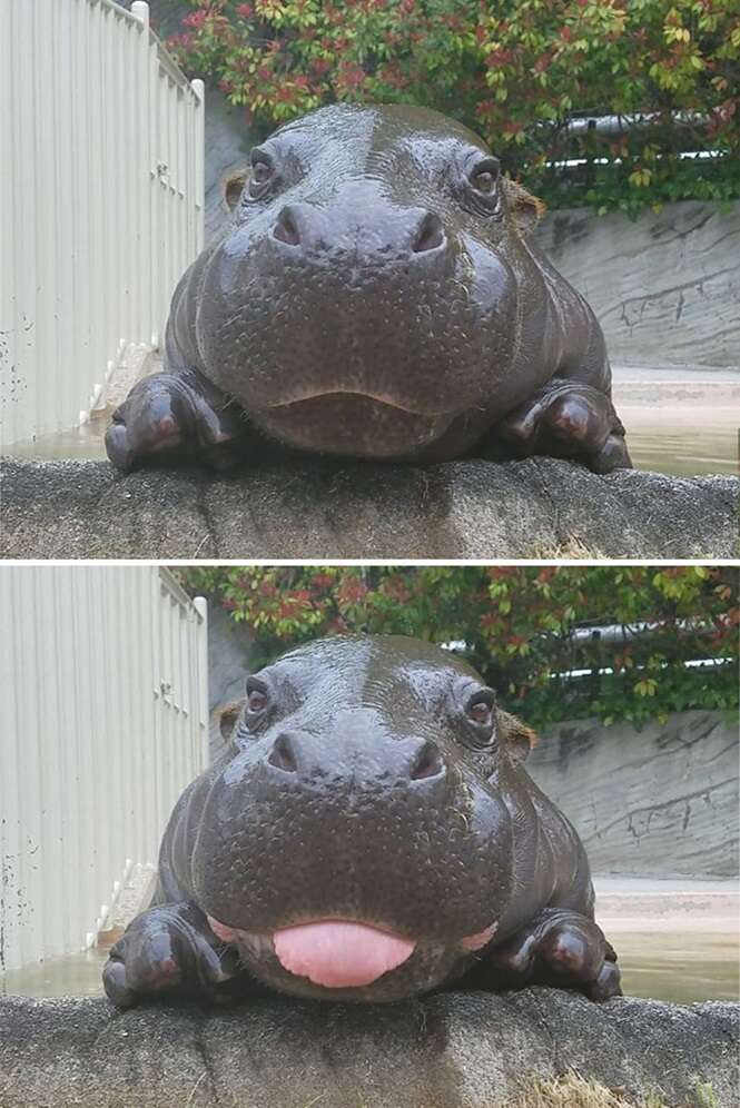 Bebês hipopótamos que tornarão seu dia melhor