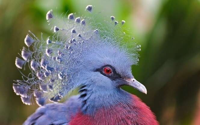 As aves mais exóticas do mundo