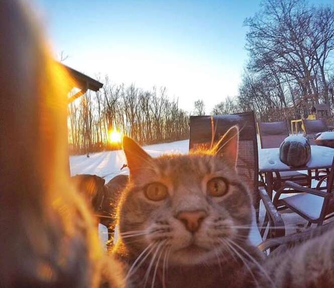 Conheça o gato que entende mais de selfies que você