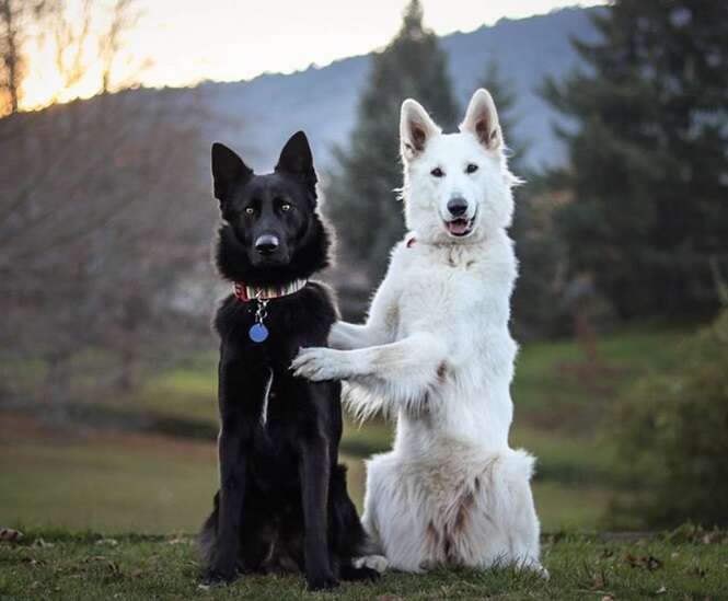 As fotos do “casamento” destes cães farão o seu dia melhor