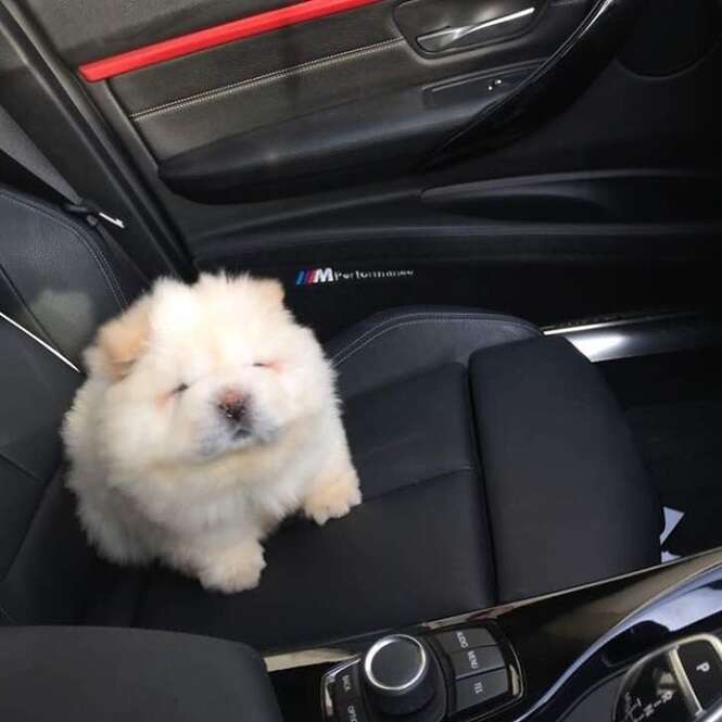 As fofas fotos deste cachorrinho adorável vão derreter o seu coração