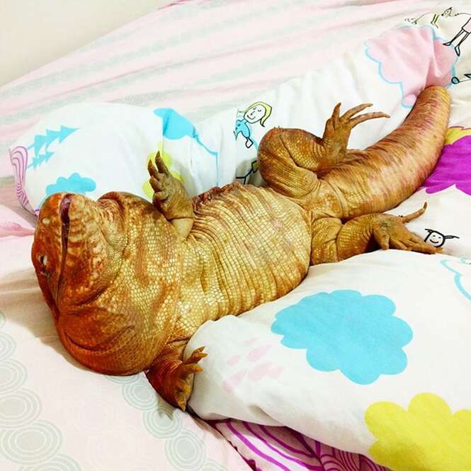 Este lagarto tratado como um cãozinho é sensação no Instagram e as imagens dele vão tornar seu dia ainda melhor