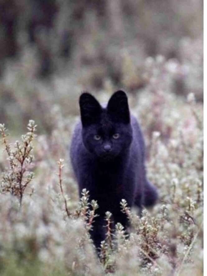 Animais que ganharam um toque de sutileza e elegância com a cor preta