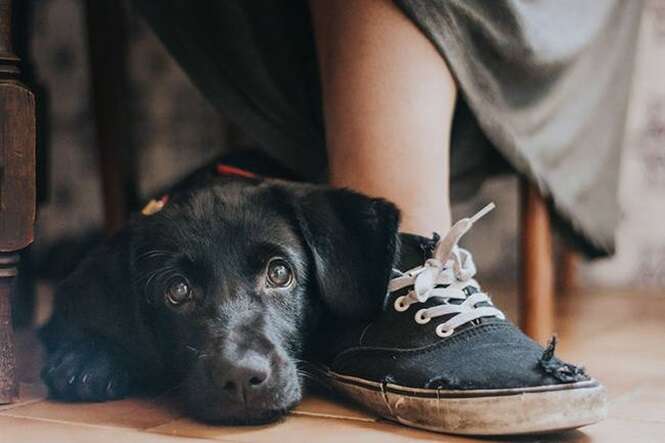 As melhores fotos deste ano de cães, segundo premiação