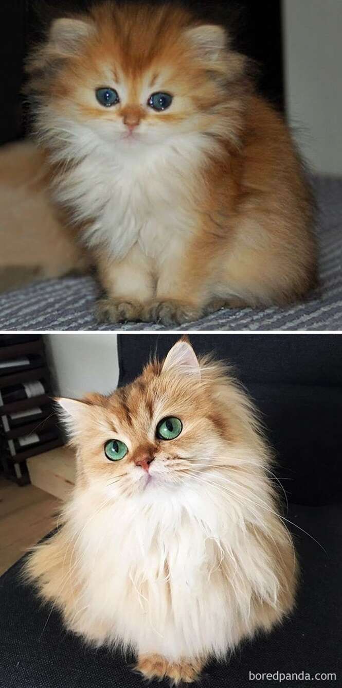 Antes e depois de gatos lindos