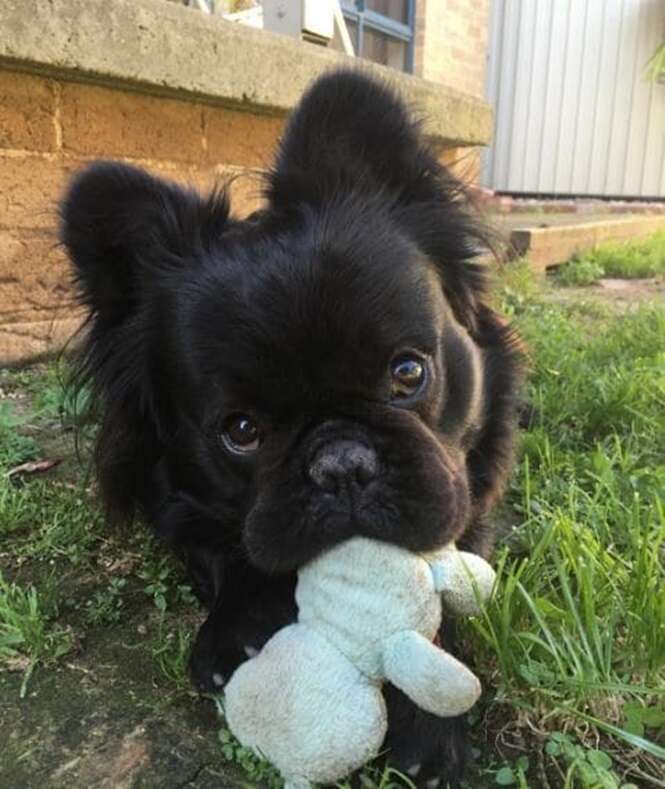 Conheça Dougie, este Buldogue Francês peludo e adorável