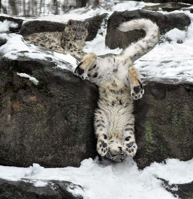 Fotos de adoráveis leopardos-das-neves para comemorar o fato de eles não estarem mais em risco de extinção