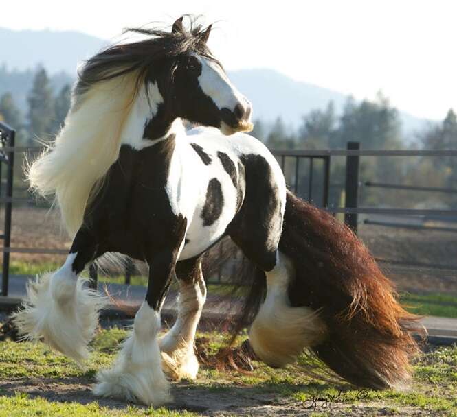 Cavalos de bigode que vão tornar o seu dia bem melhor