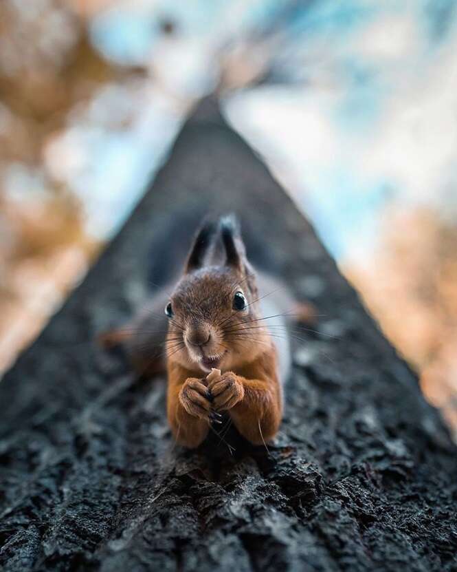 Animais que agiram como modelos profissionais ao serem fotografados