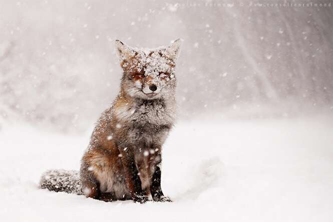 19 fotos mágicas de animais durante o inverno