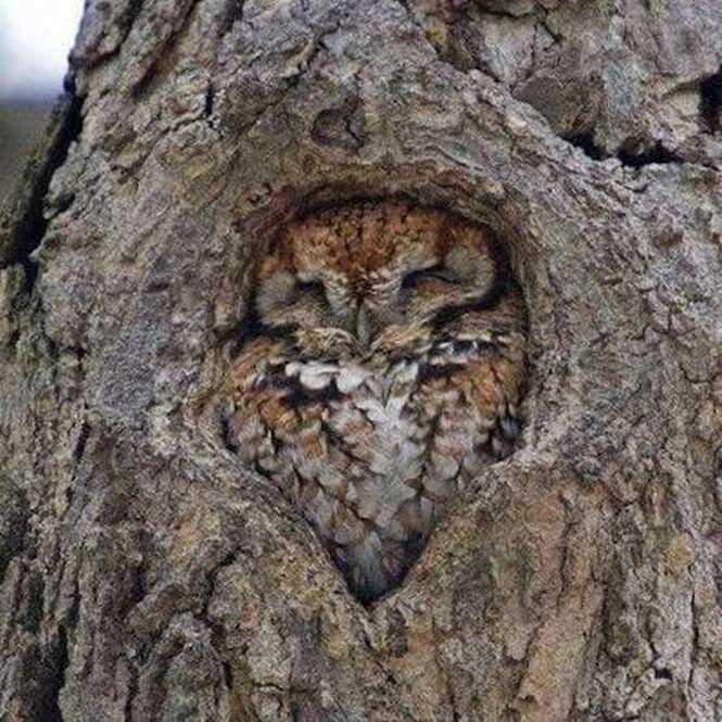 Imagens de animais que podem acalmar o coração de quem está estressado