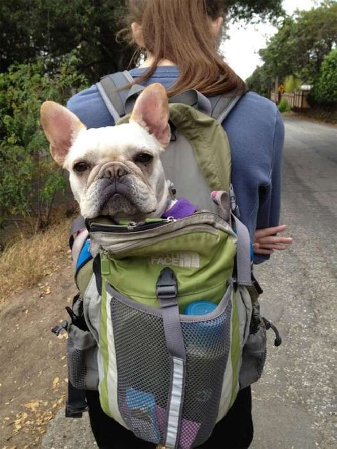 Imagens mostrando que ter um cachorro deixa tudo melhor