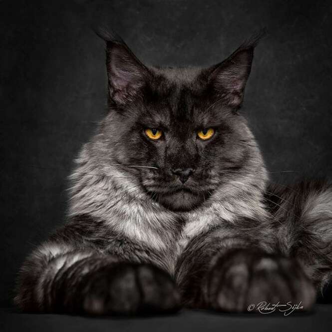 Fotógrafo registra a beleza de felinos Maine Coon, uma das maiores raças de gatos do planeta