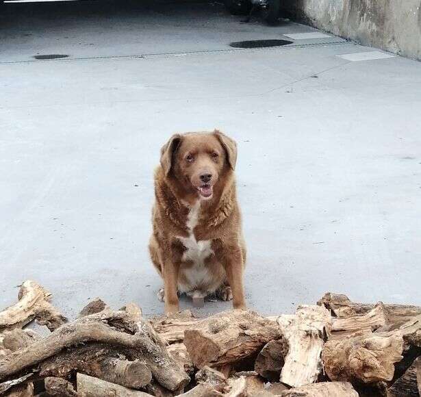 Bob se torna o cão mais velho que já existiu na história segundo o Livro dos Recordes